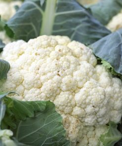 BROCCOLI & CAULIFLOWER