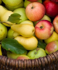 ORCHARD FRUIT