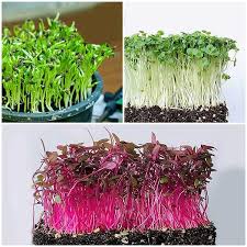 SUSTAINABLE MICROGREENS